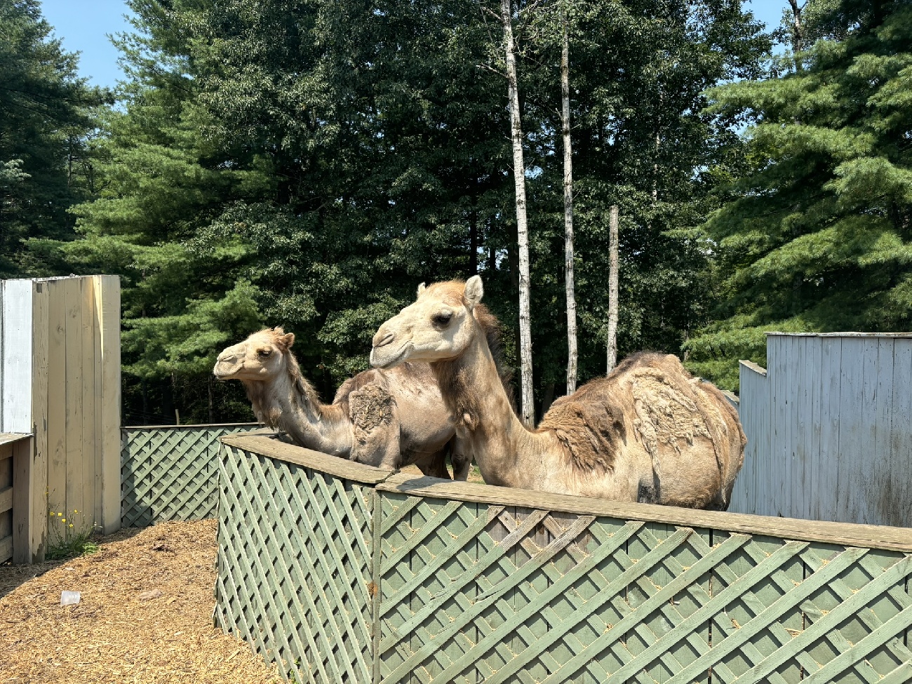 Adirondack Animal Land