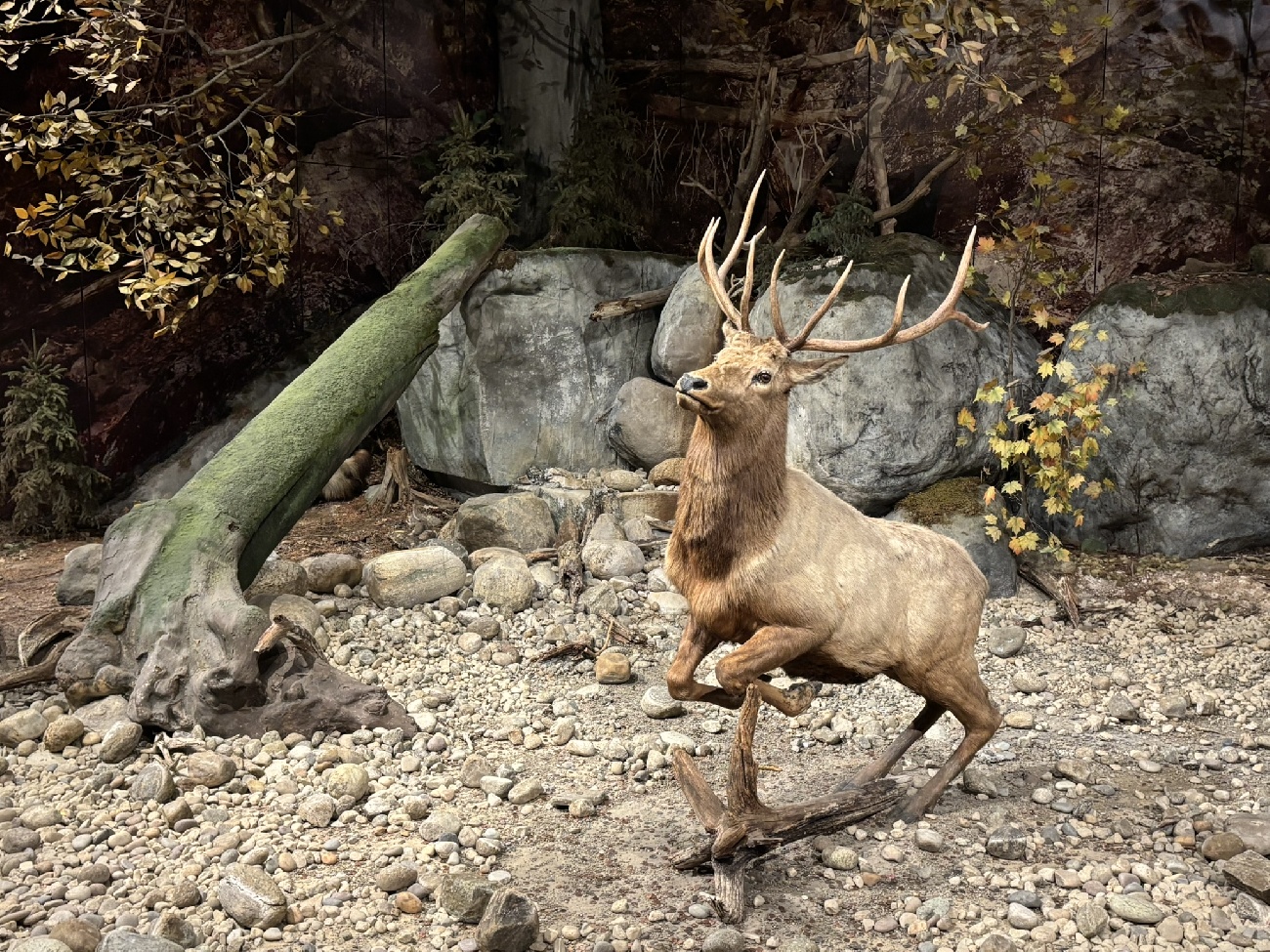New York State Museum New York State Museum